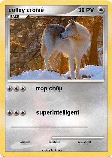 Pokemon colley croisé