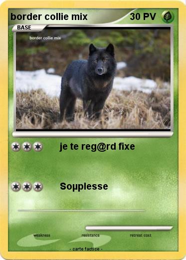 Pokemon border collie mix