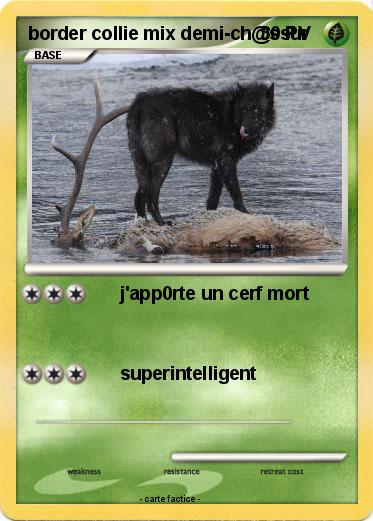 Pokemon border collie mix demi-ch@ssur