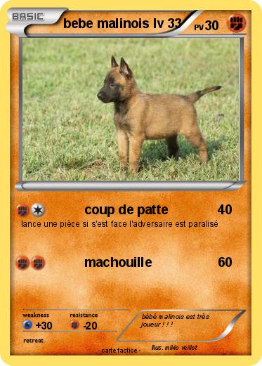 Pokemon bebe malinois lv 33