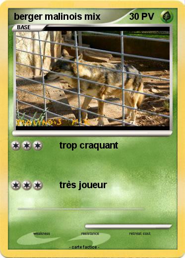 Pokemon berger malinois mix