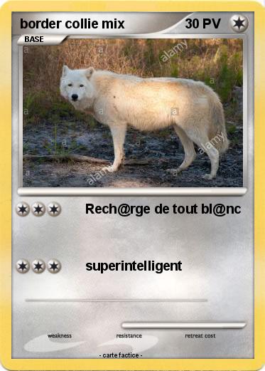 Pokemon border collie mix