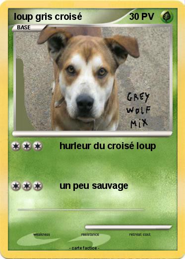Pokemon loup gris croisé