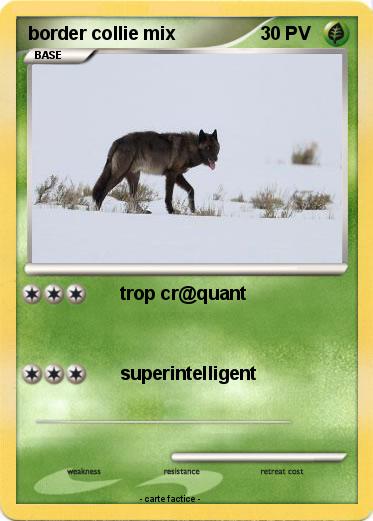 Pokemon border collie mix