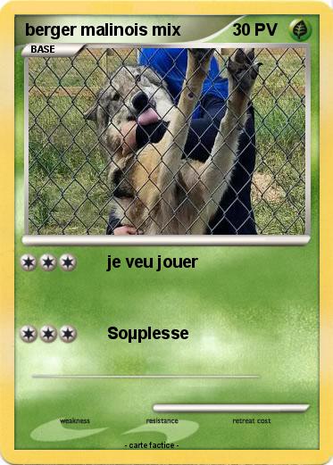 Pokemon berger malinois mix