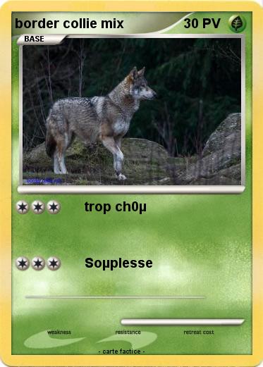 Pokemon border collie mix