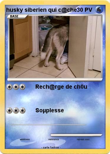 Pokemon husky siberien qui c@che