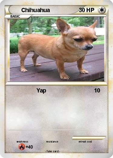 Pokemon Chihuahua