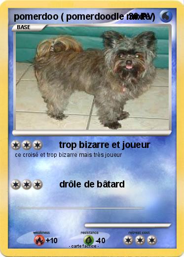 Pokemon pomerdoo ( pomerdoodle mixte )