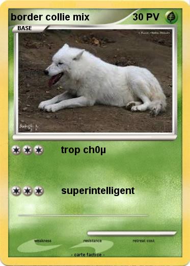 Pokemon border collie mix