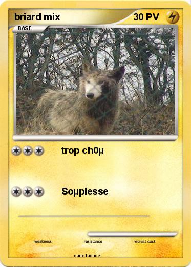 Pokemon briard mix