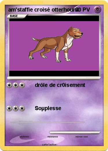 Pokemon am'staffie croisé otterhound