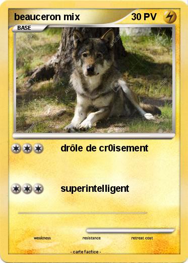 Pokemon beauceron mix