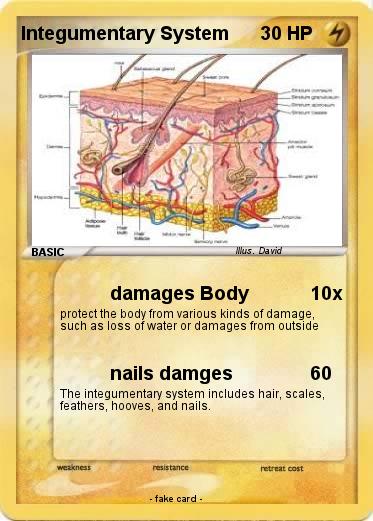 Pokemon Integumentary System