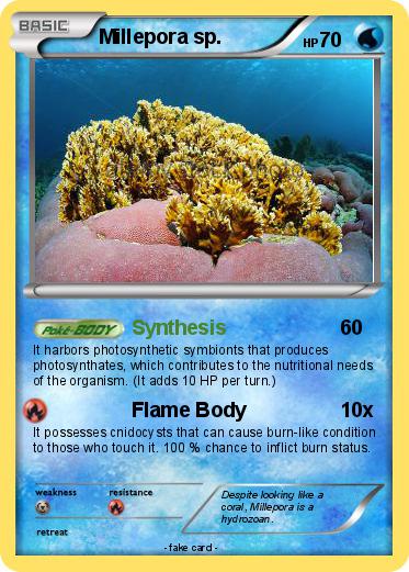 Pokemon Millepora sp.