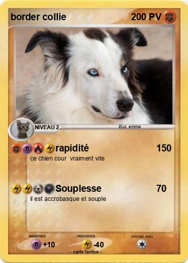 Pokemon border collie