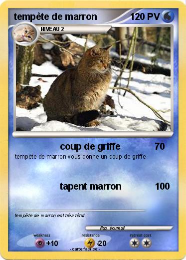 Pokemon tempète de marron