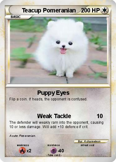 Pokemon Teacup Pomeranian