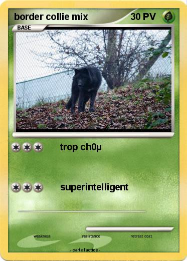 Pokemon border collie mix