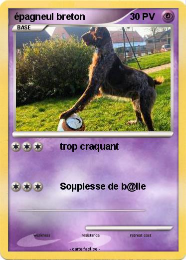 Pokemon épagneul breton