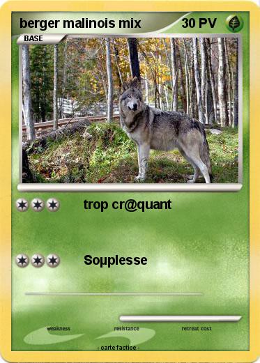 Pokemon berger malinois mix