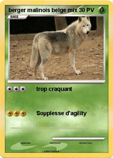 Pokemon berger malinois belge mix