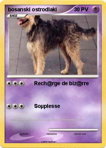 Pokemon bosanski ostrodlaki