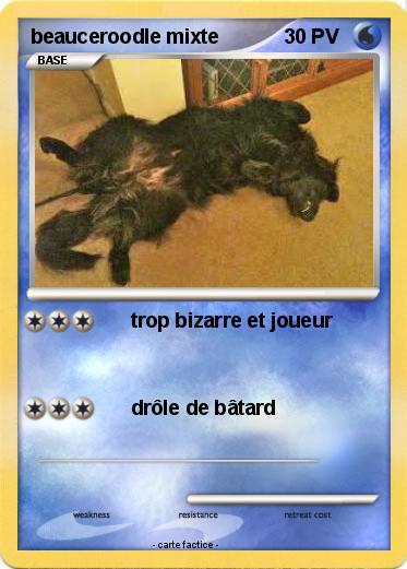 Pokemon beauceroodle mixte