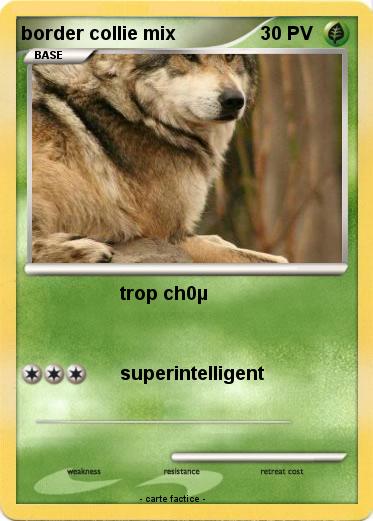 Pokemon border collie mix