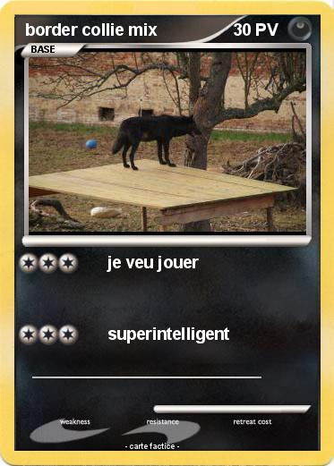 Pokemon border collie mix