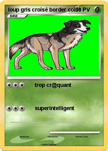 Pokemon loup gris croisé border collie