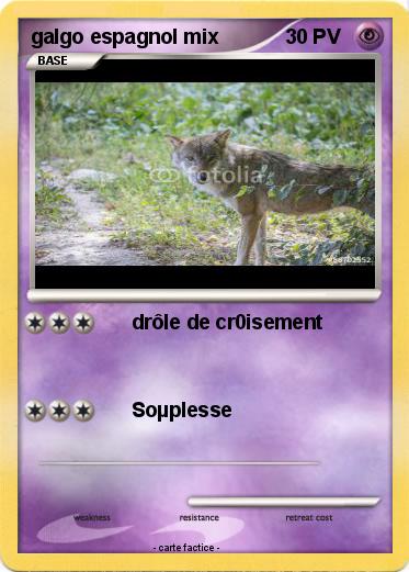 Pokemon galgo espagnol mix