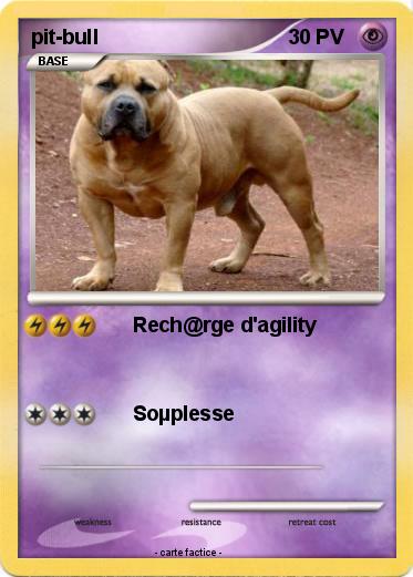 Pokemon pit-bull