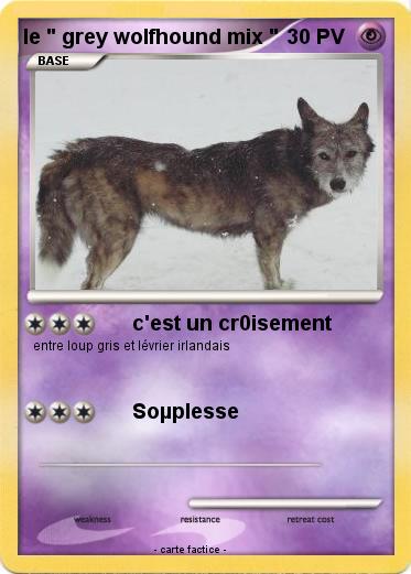 Pokemon le " grey wolfhound mix "