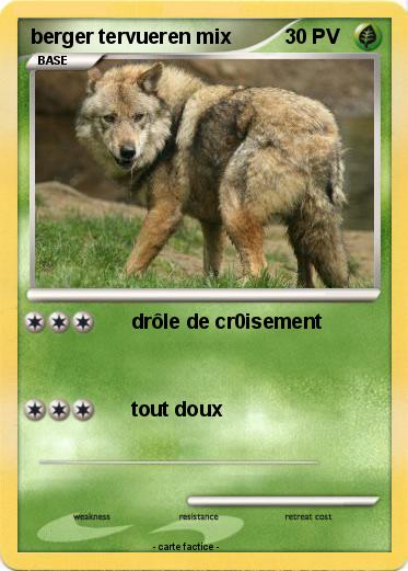 Pokemon berger tervueren mix