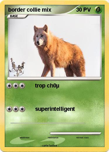 Pokemon border collie mix