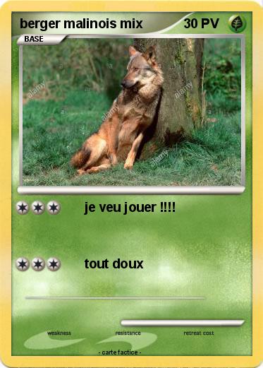 Pokemon berger malinois mix