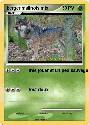 Pokemon berger malinois mix