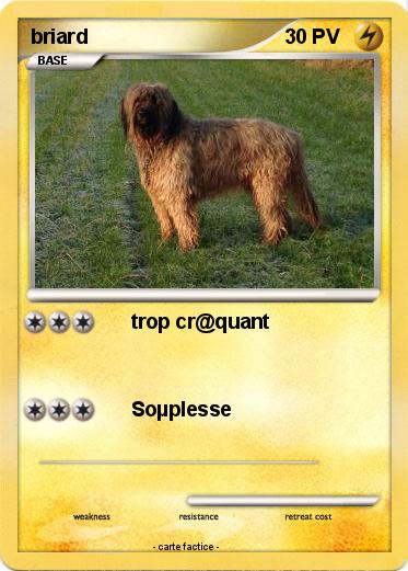Pokemon briard