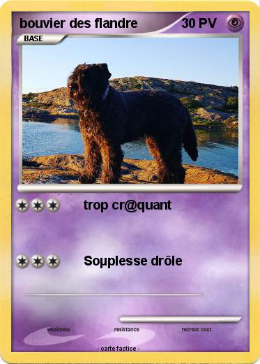Pokemon bouvier des flandre