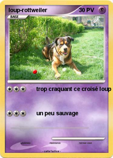 Pokemon loup-rottweiler