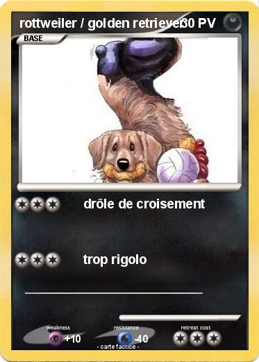Pokemon rottweiler / golden retriever
