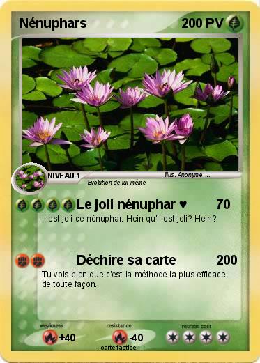Pokemon Nénuphars