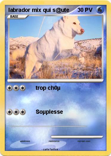 Pokemon labrador mix qui s@ute