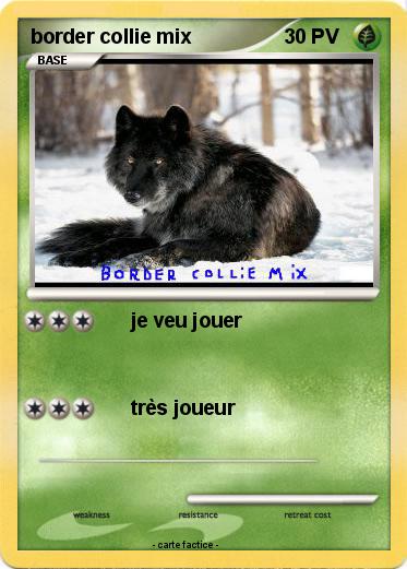 Pokemon border collie mix