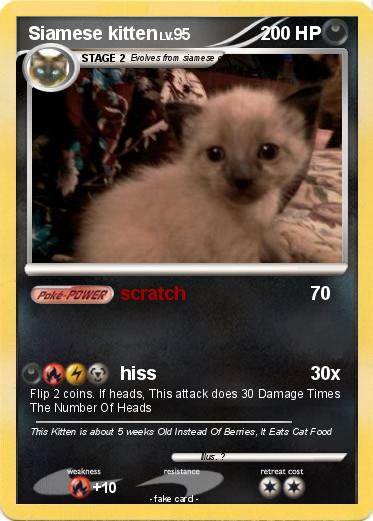 Pokemon Siamese kitten