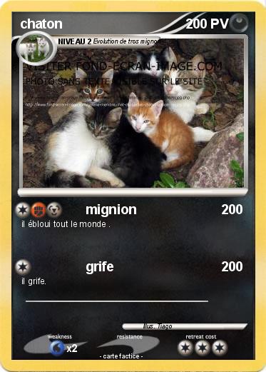 Pokemon chaton