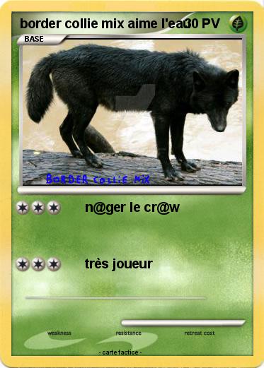 Pokemon border collie mix aime l'eau