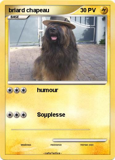 Pokemon briard chapeau