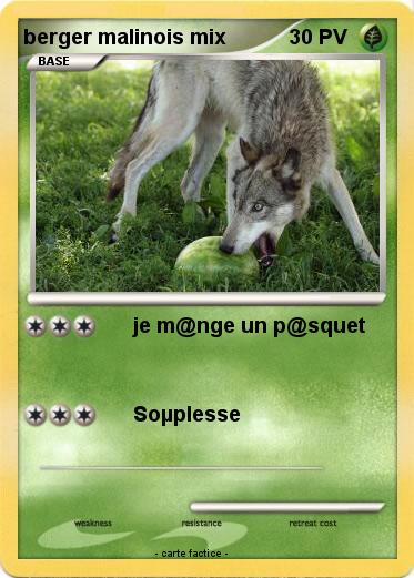 Pokemon berger malinois mix